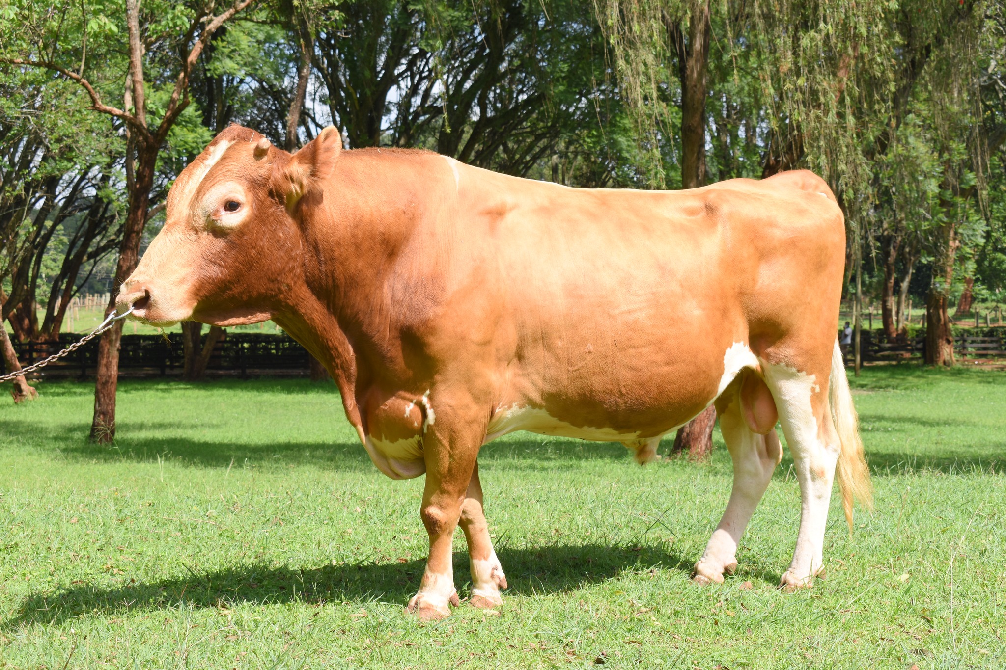 Bulls and beef cattle