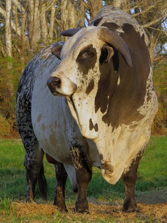 Ranch