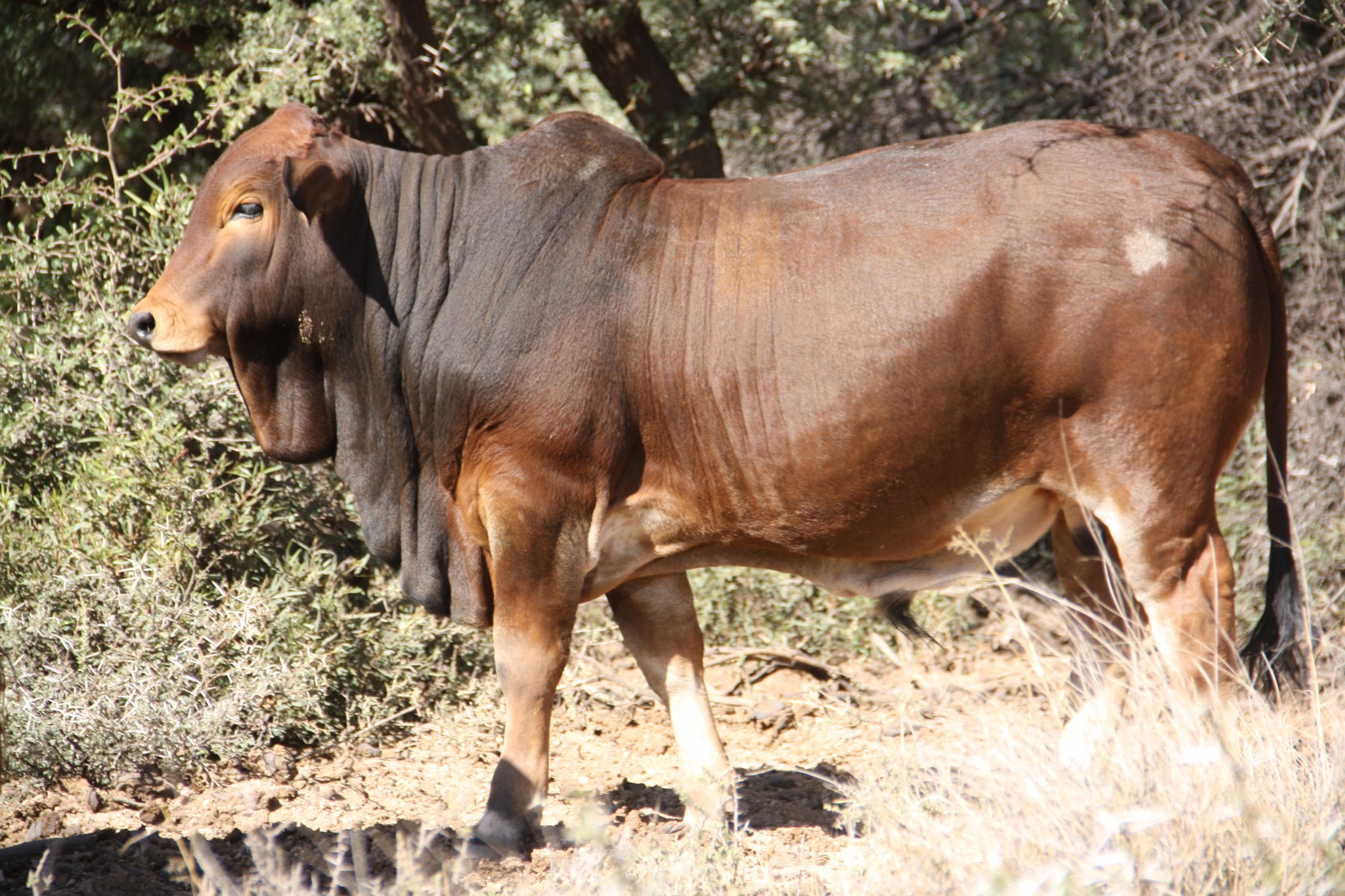 Cattle