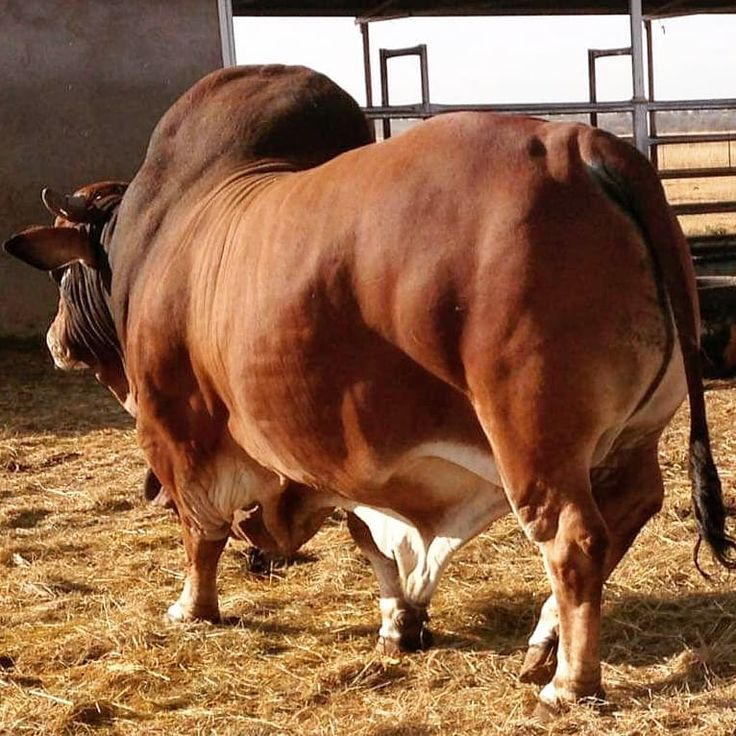 Cattle